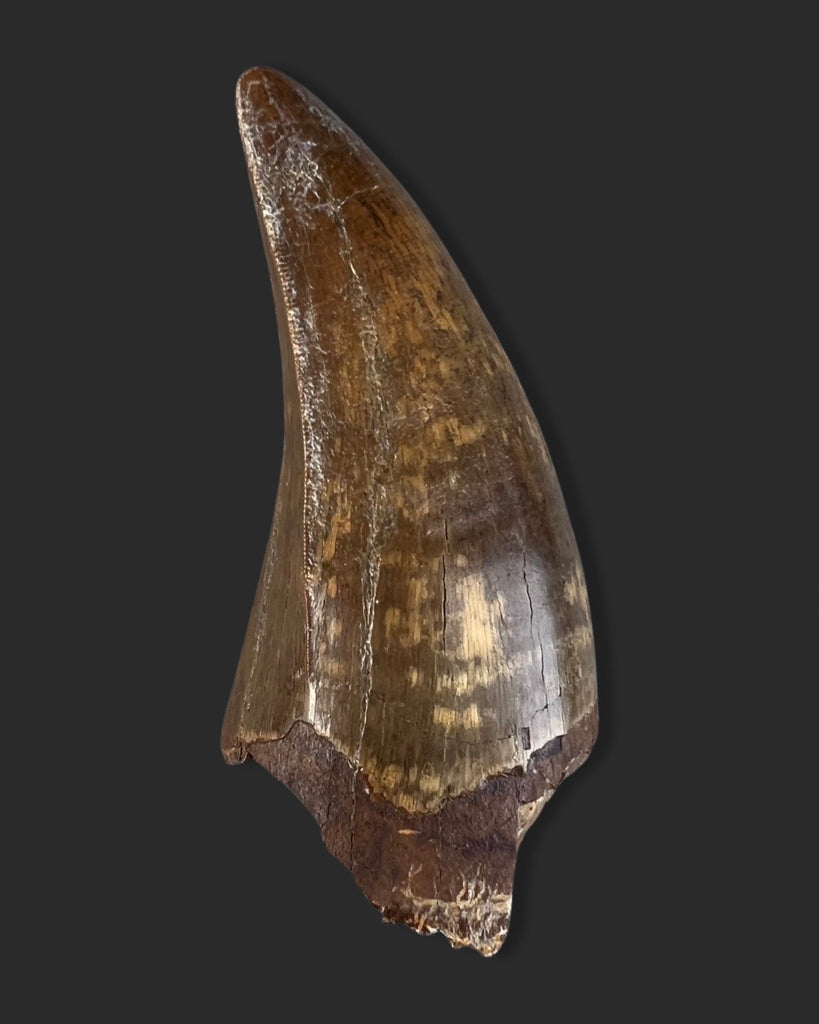 Large T. rex Tooth for Sale - 4.27 inches – Fossil Realm