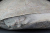 Huge Fossil Tortoise, South Dakota - 20 inches