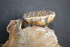 Rare Baby Woolly Mammoth Jaw with P3 Tooth, Holland 