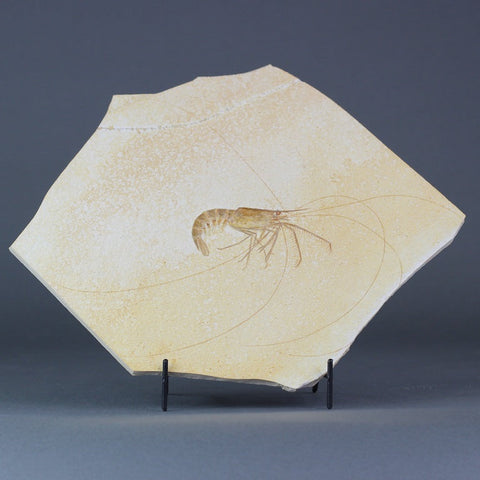 Fossil Shrimp from Solnhofen, Germany - 4"