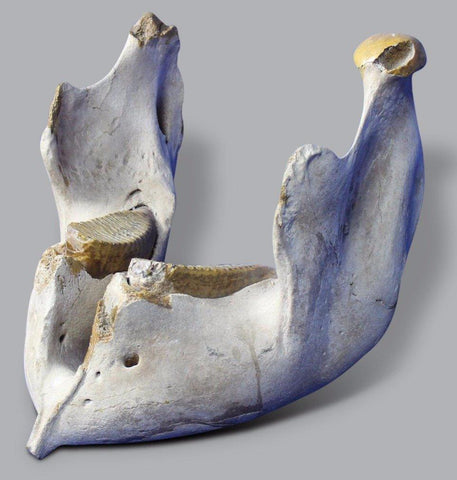 Incredible Mammoth Jaw from Hungary - 1.9 feet