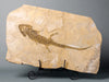 Amphibian Fossils for Sale: Extraordinary Amphibian - Sclerocephalus - 28.5" 