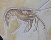 Large Fossil Shrimp from Solnhofen, Aeger - 7.5”