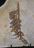 Fossil Plant from Solnhofen, Palaeocyparis - 14.5 inches