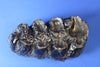 Gomphothere Upper Molar Tooth (Prehistoric Shovel-tusked Elephant)