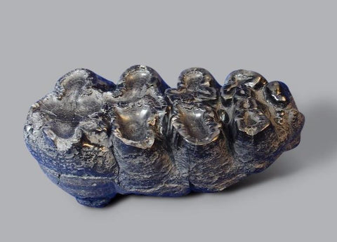 Gomphothere Upper Molar (Shovel-tusked Elephant)
