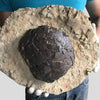 Exceptional Dinosaur Egg from France (Titanosaur)