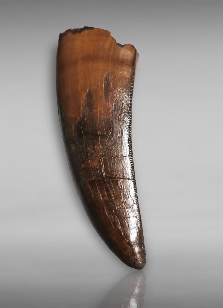 Tyrannosaurus rex Tooth for Sale - 4.03 inches – Fossil Realm