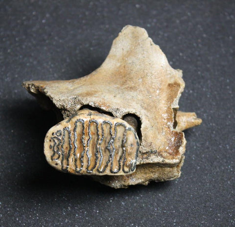 Rare Baby Woolly Mammoth Jaw with P3 Tooth, Holland