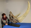 Woolly Rhino Skull,  Kemerovo Oblast, Russia