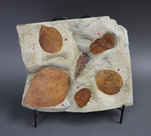 Plant Fossil Collection