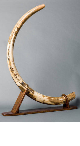 Mammoth Tusk Collection