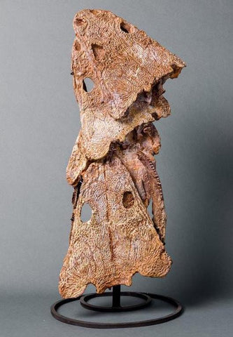 Amphibian Fossil Collection