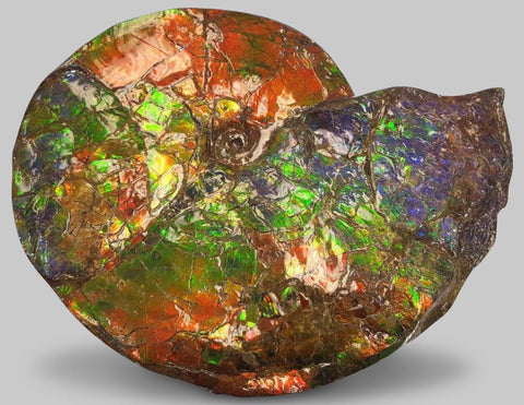 Ammonite Collection