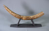 Woolly Mammoth Tusk - 31”
