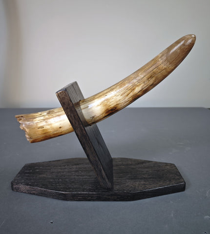 Woolly Mammoth Tusk - 15"