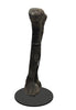Massive Sauropod Femur - 58"