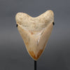Megalodon Shark Tooth - 5.78"