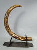 Woolly Mammoth Tusk Pair, Dwarf Subspecies