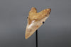 Megalodon Shark Tooth - 5.95"