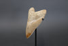 Megalodon Shark Tooth - 5.78"