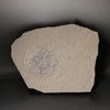 Fossil Horseshoe Crab - 4.88"