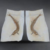 Pair of Solnhofen Fish - Aspidorhynchus
