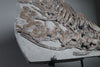 Partial Ichthyosaur - 22"