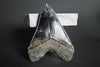 Megalodon Shark Tooth - 5.99