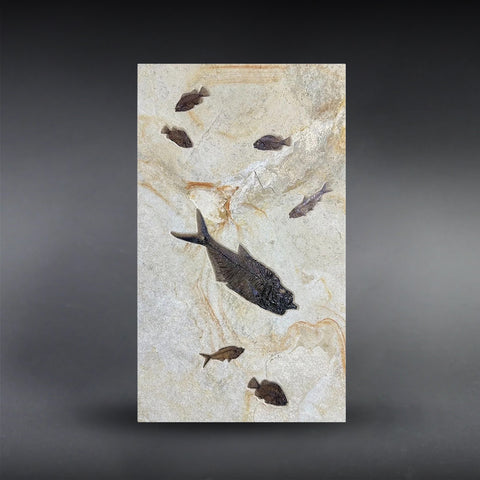 Fossil Fish Mural - 45 x 26 inches