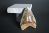 Megalodon Shark Tooth - 5.63
