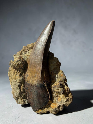 Large T. rex Tooth in Matrix, 5.83"