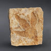 Theropod Dinosaur Footprint - 22"