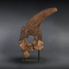 Massive Triceratops Brow Horn/Orbit