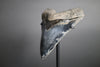 Megalodon Shark Tooth - 5.99