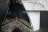 Megalodon Shark Tooth - 5.99