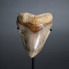 Megalodon Shark Tooth - 5.63