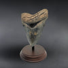 Serrated Meg Tooth - 6.16 inches