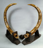 Woolly Mammoth Tusk Pair, Dwarf Subspecies