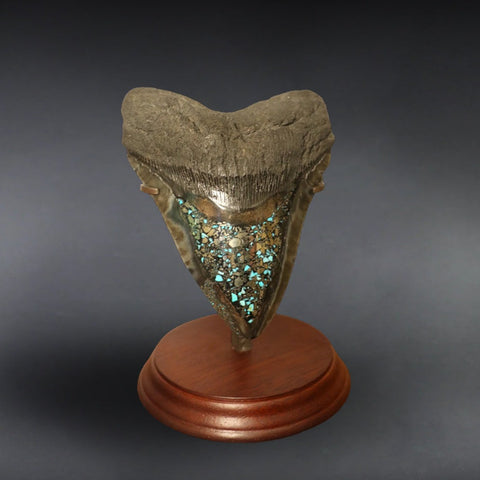 5.89" Pyrite/Turquoise Megalodon Tooth