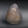 Pyritized Ammonites - Holzmaden Shale, 3.54 feet