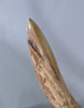 Woolly Mammoth Tusk - 31”