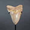 Megalodon Shark Tooth - 5.85"