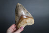 Megalodon Shark Tooth - 5.63