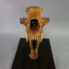 Fossil Cave Bear Skull, 19”