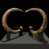 Set of Curvy Mammoth Tusks - 8’ / 166 lbs