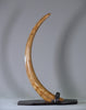 Woolly Mammoth Tusk - 39.5”