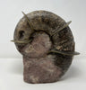 Bladed Ammonite, Lytoceras fimbriatum, 8.5"