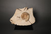 Ammonite and Belemnites on Matrix *RESERVED*