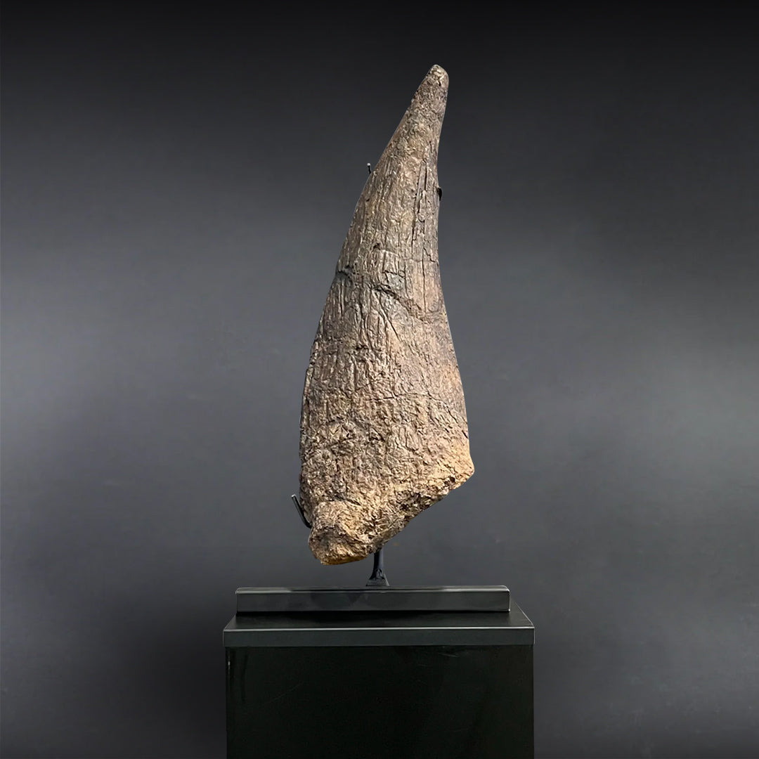 Triceratops Horn for Sale, – Fossil Realm
